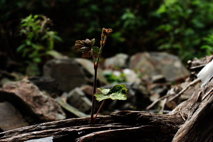 dsc_1392.jpg