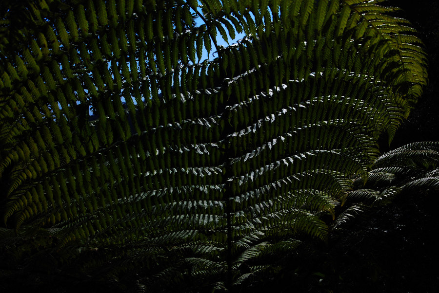 dsc_0037.jpg