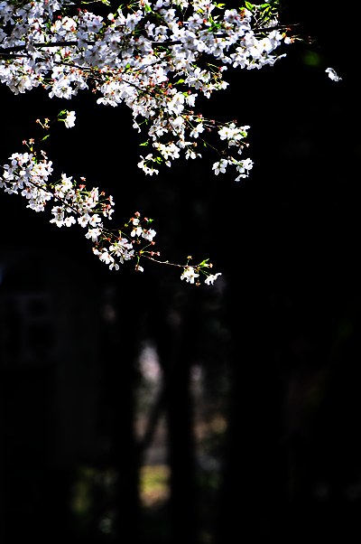 dsc_52911.jpg