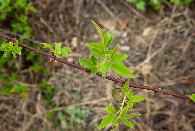 20120410-imgp6493.jpg