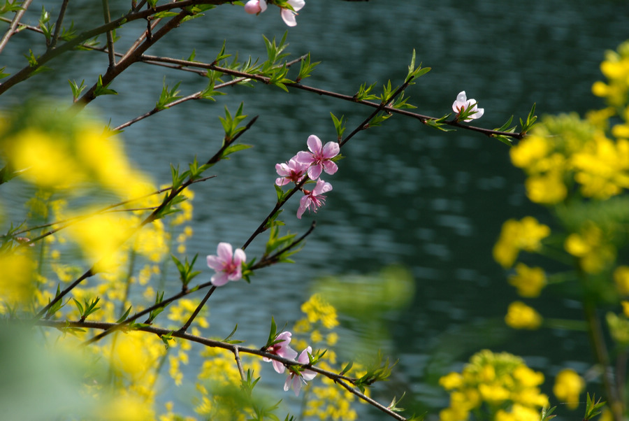 dsc_0258.jpg