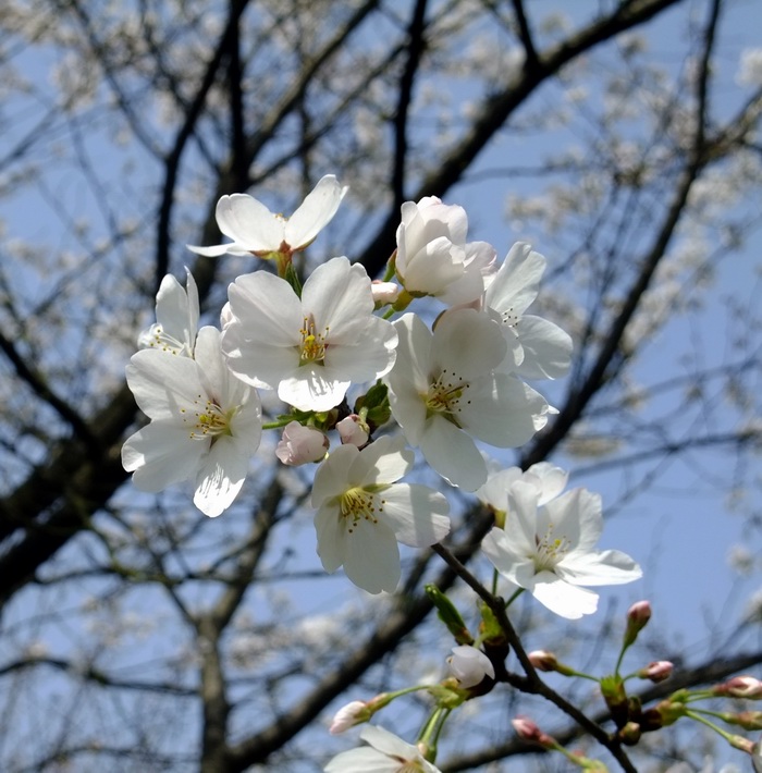 dscf0486.jpg