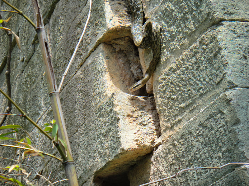 dsc00484_.jpg
