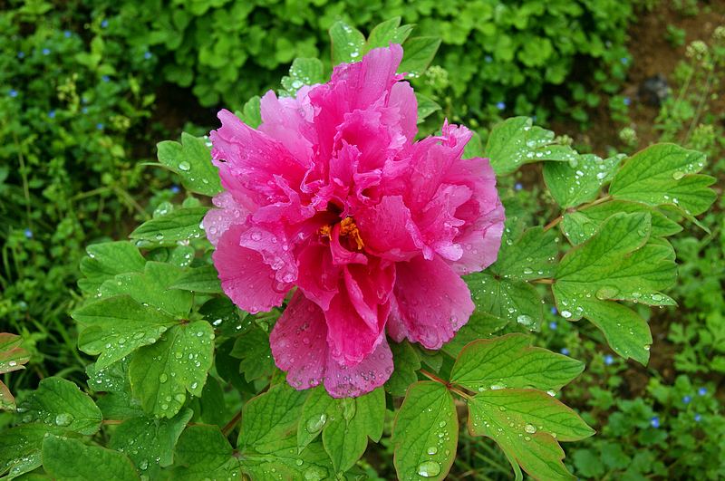 dsc08561.jpg