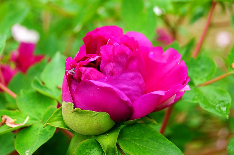 dsc08580.jpg