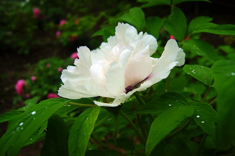 dsc08592.jpg