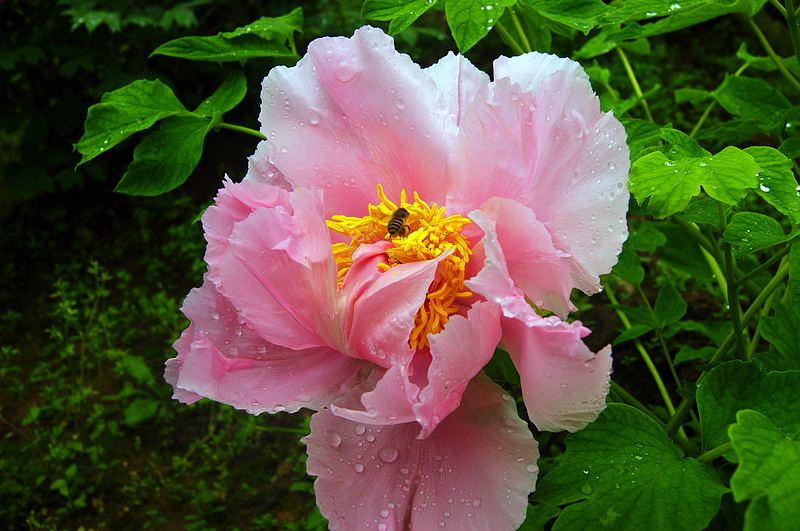 dsc08629.jpg