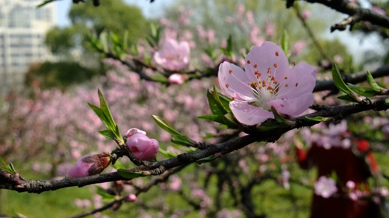 dscf0421.jpg