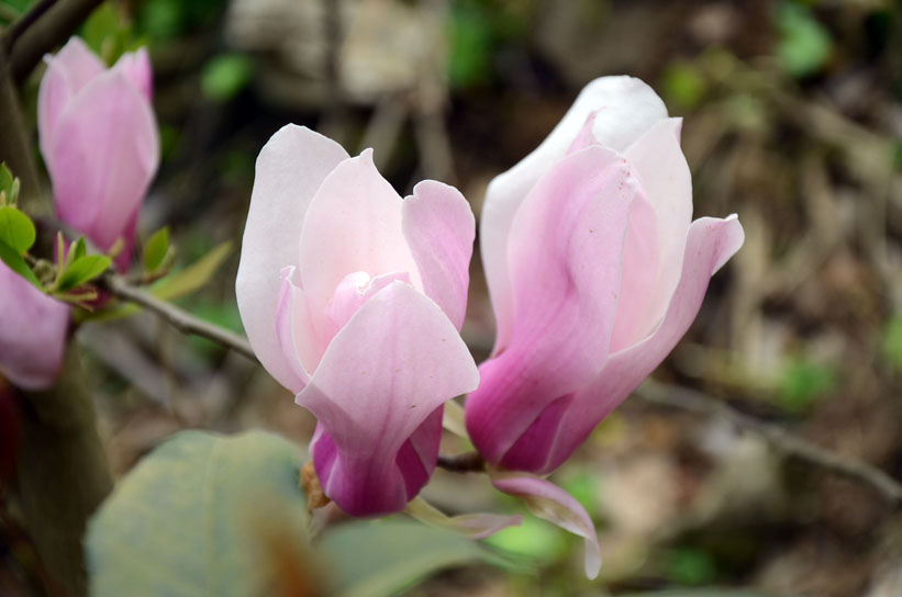 dsc_7290.jpg