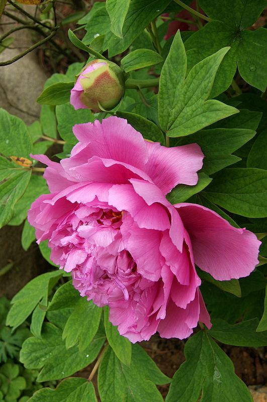 dsc08752.jpg
