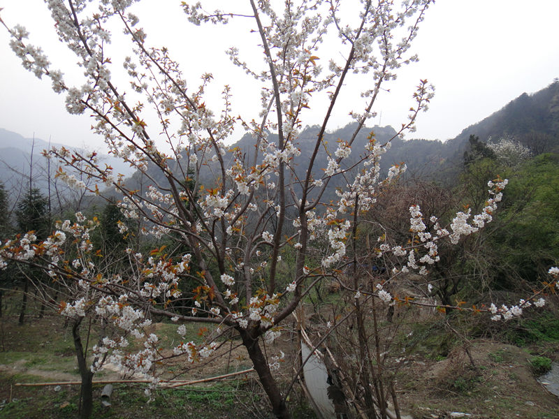 dsc00533_.jpg