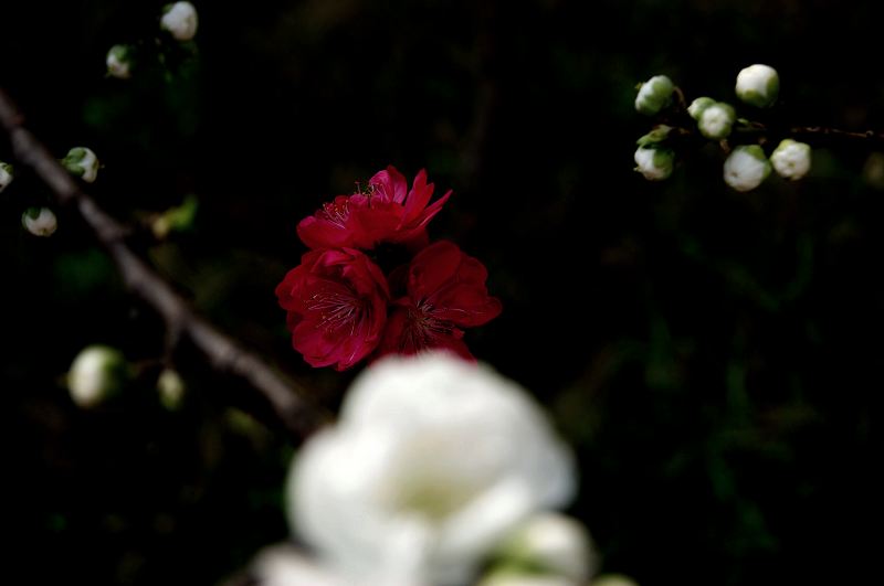 dsc07461.jpg