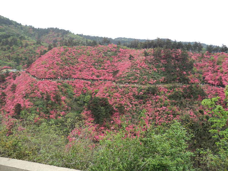 dsc07993_.jpg
