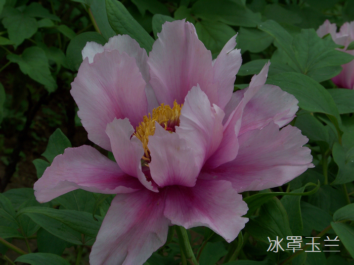 20120414d人ֲ԰ĵ- (22)jz.jpg
