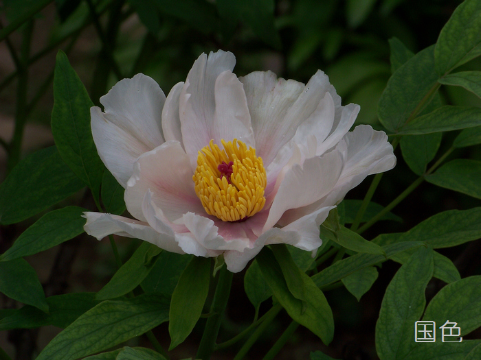 20120414d人ֲ԰ĵ- (24)ɫ.jpg