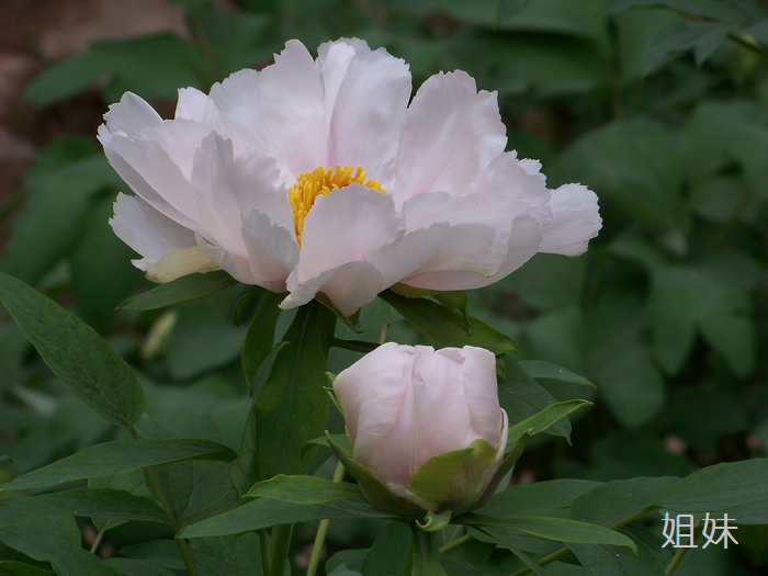 20120414d人ֲ԰ĵ- (26).jpg