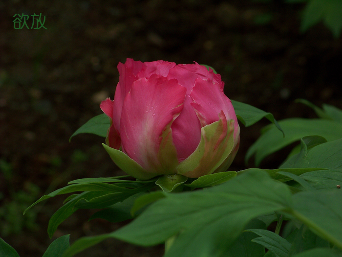 20120414e人ֲ԰ĵ (14).jpg