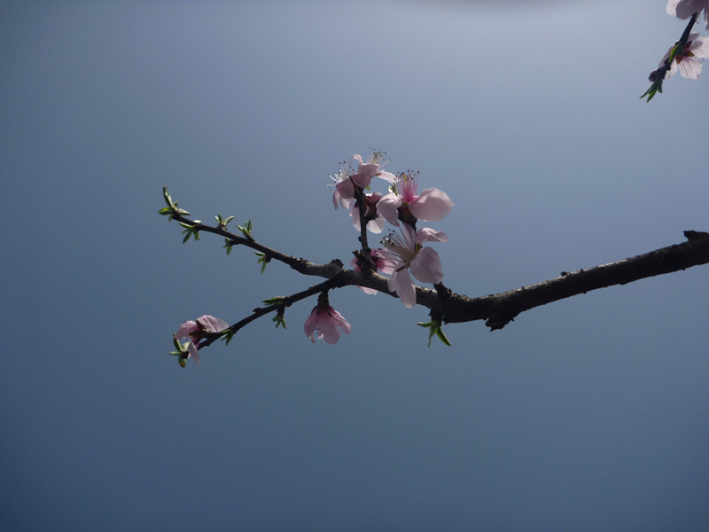 p1110226_.jpg