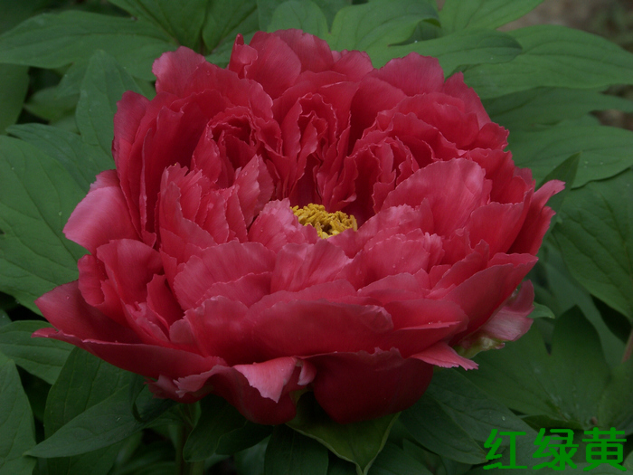 20120414g人ֲ԰ĵ-µ (14)̻.jpg