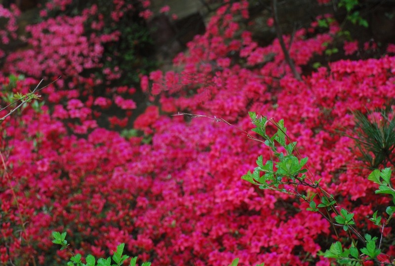 dsc_7488.jpg