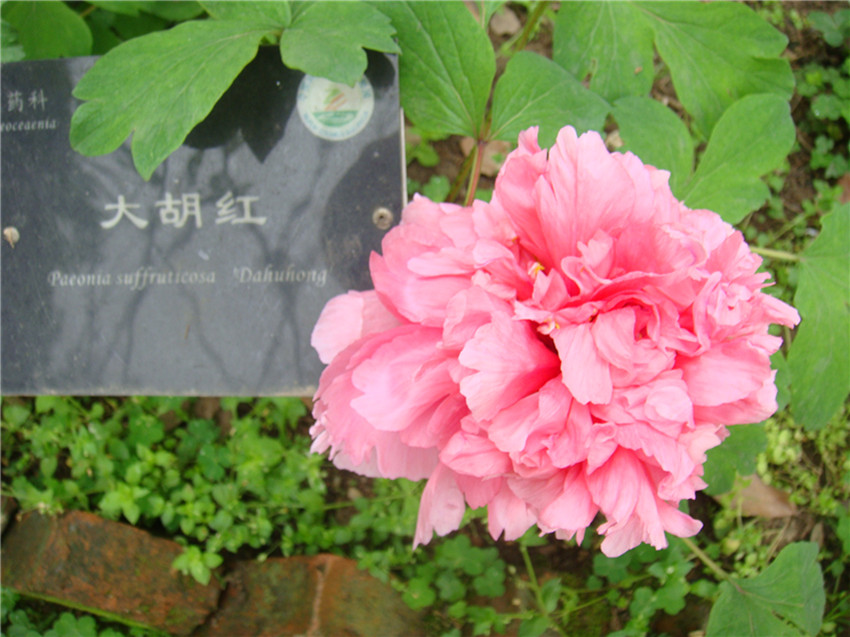 dsc05150_.jpg