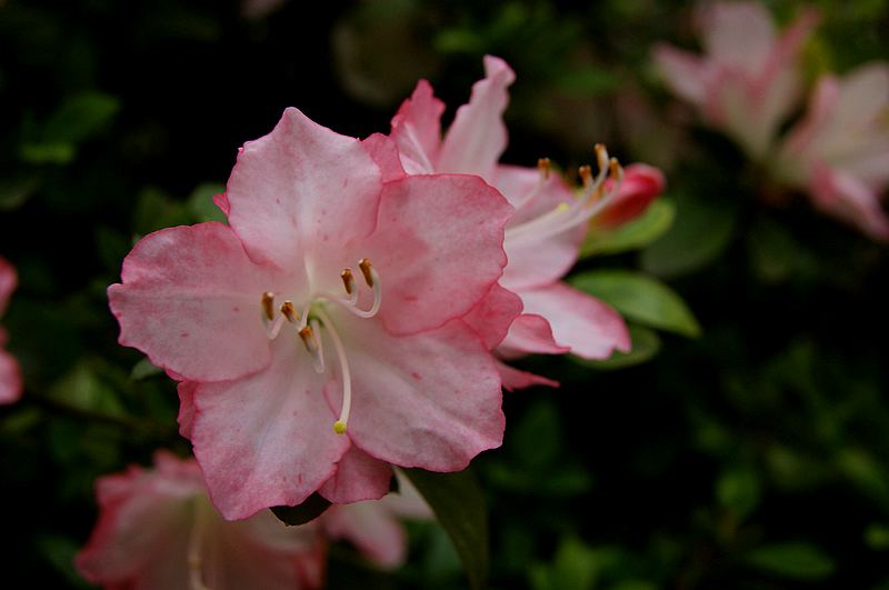dsc09341.jpg
