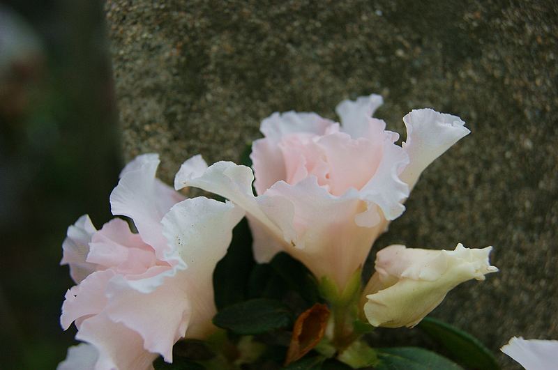 dsc09381.jpg