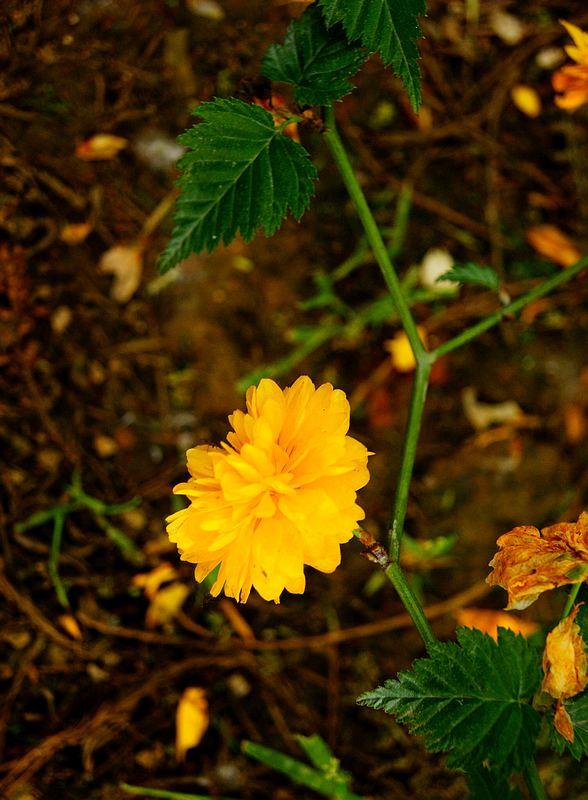 dsc09189.jpg