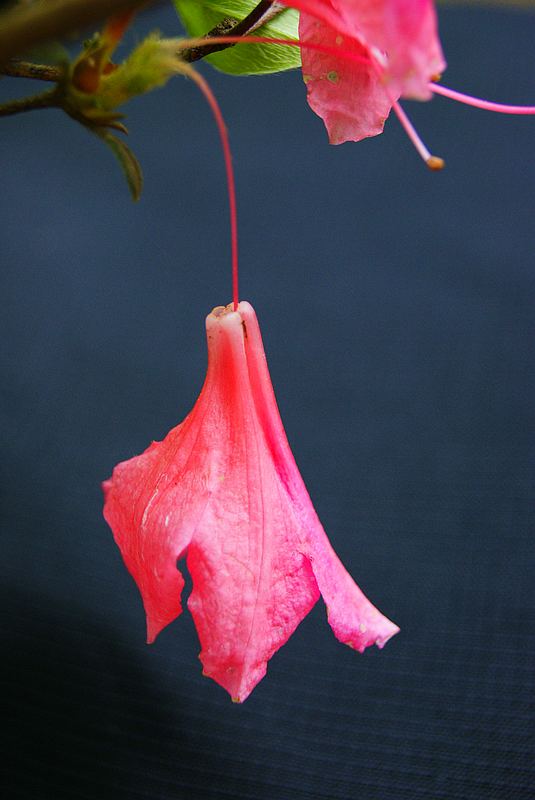 dsc09247.jpg