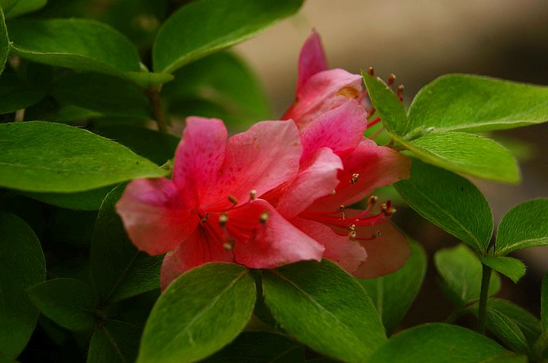 dsc09237.jpg