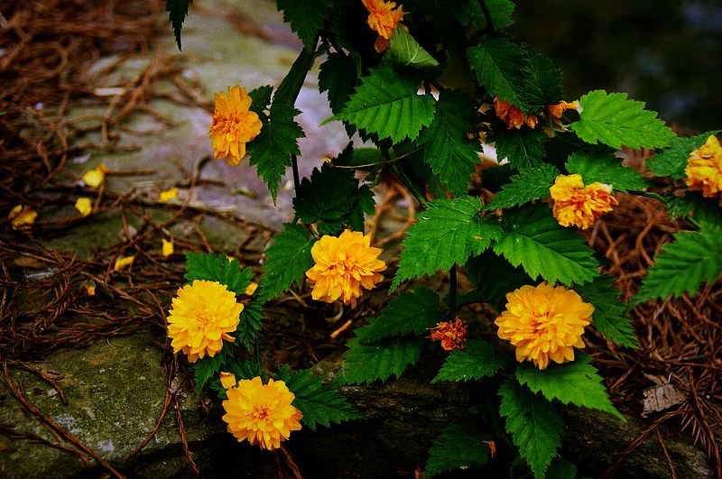 dsc09291.jpg