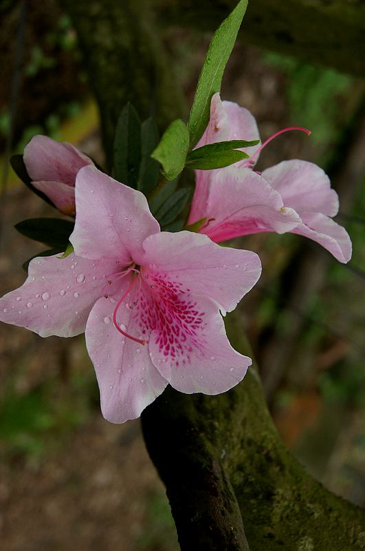 dsc09535.jpg