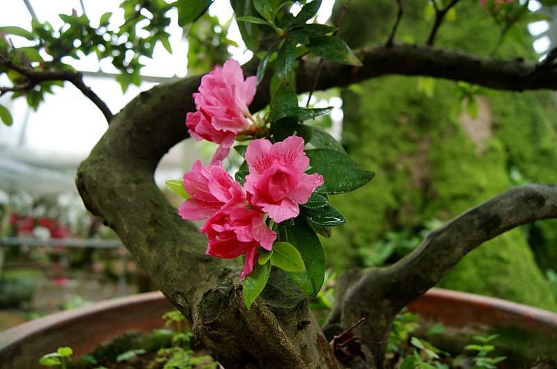 dsc09550.jpg