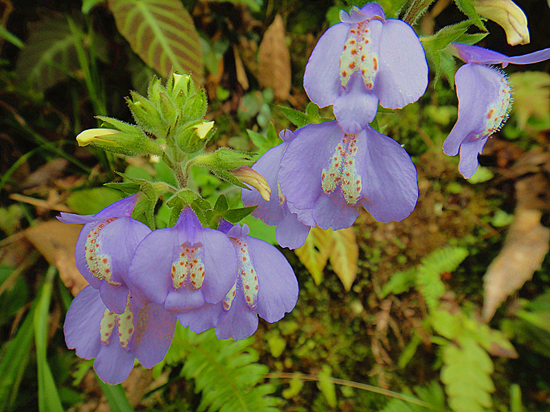 ds】c07595_副本.jpg