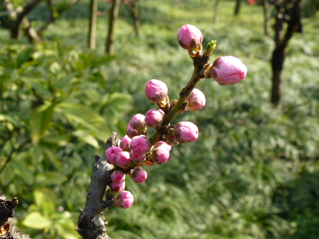 p1040590.jpg