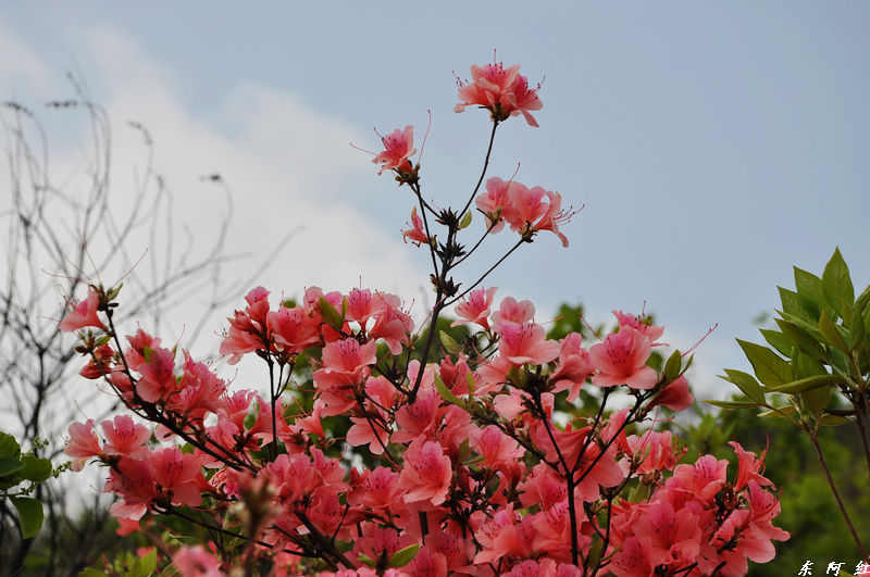 dsc_0869.jpg