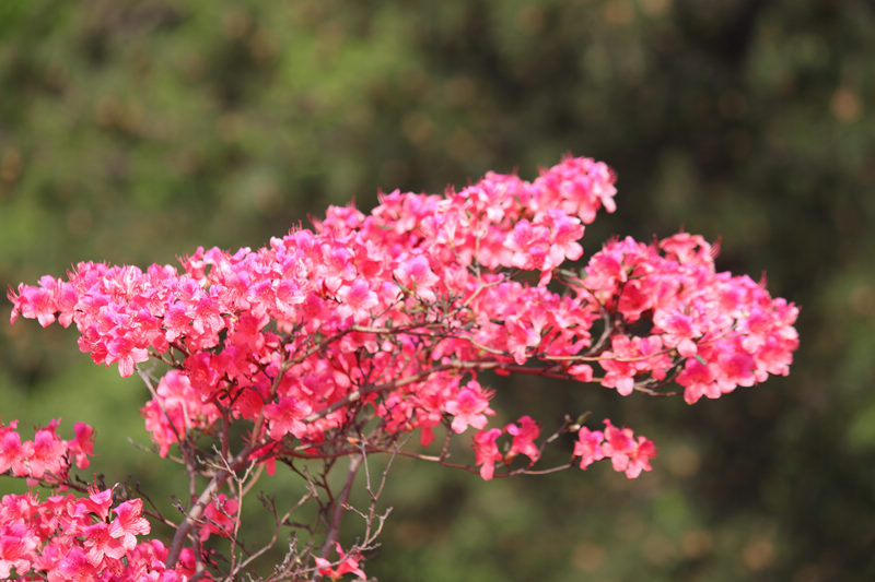 Ƭ 036.jpg