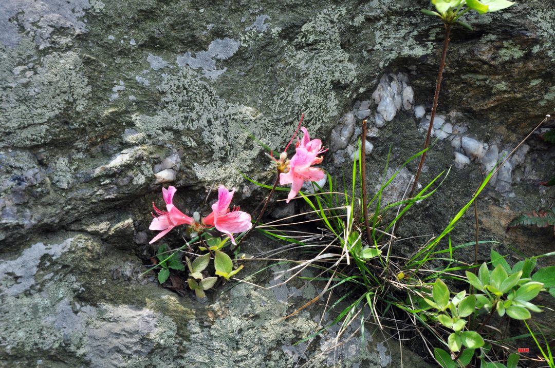 dsc_0726.jpg
