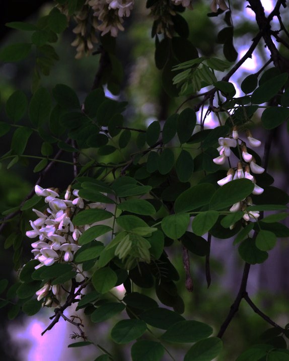 dsc_0857.jpg