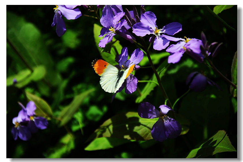 dsc_0070_neo_img.jpg