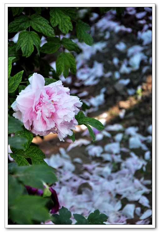 neo_img_dsc_8801.jpg