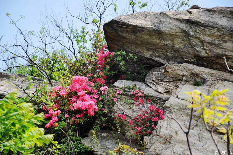 dsc_0036.jpg