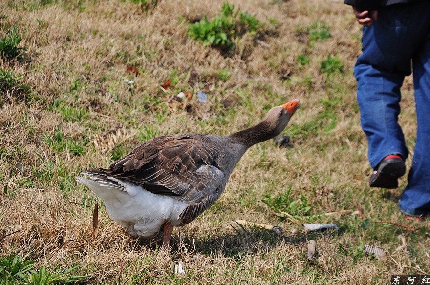 dsc_0864.jpg