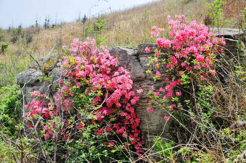 dsc_0071.jpg