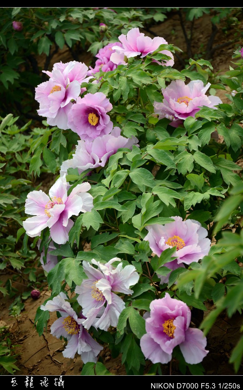 dsc_8742_conew1.jpg