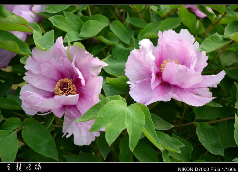 dsc_8744_conew1.jpg