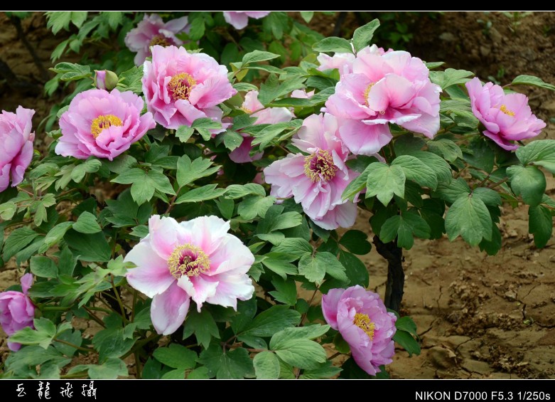 dsc_8758_conew1.jpg