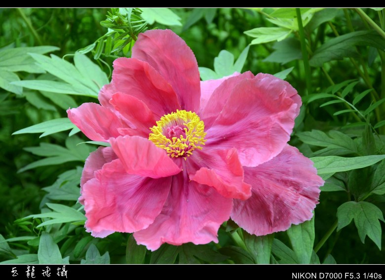 dsc_8796_conew1.jpg