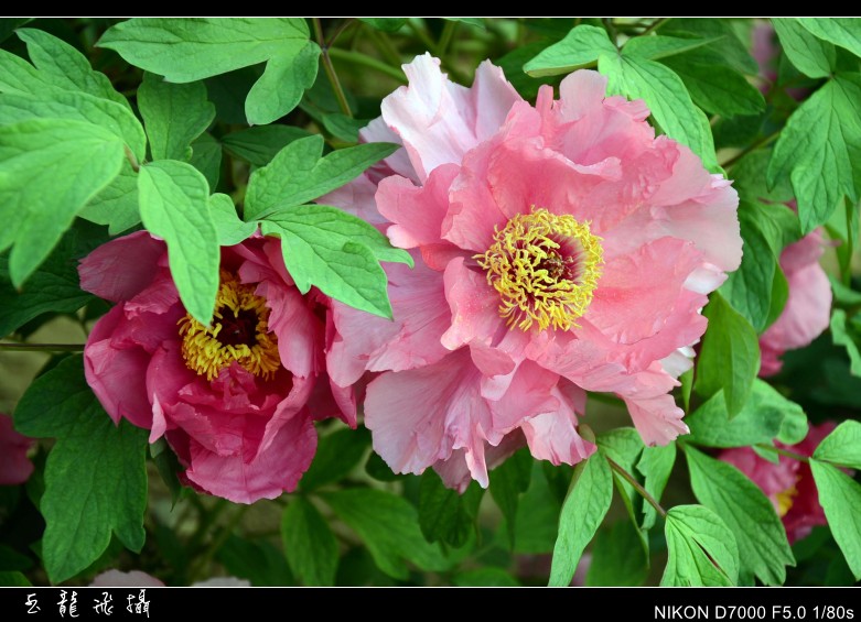 dsc_9082_conew1.jpg