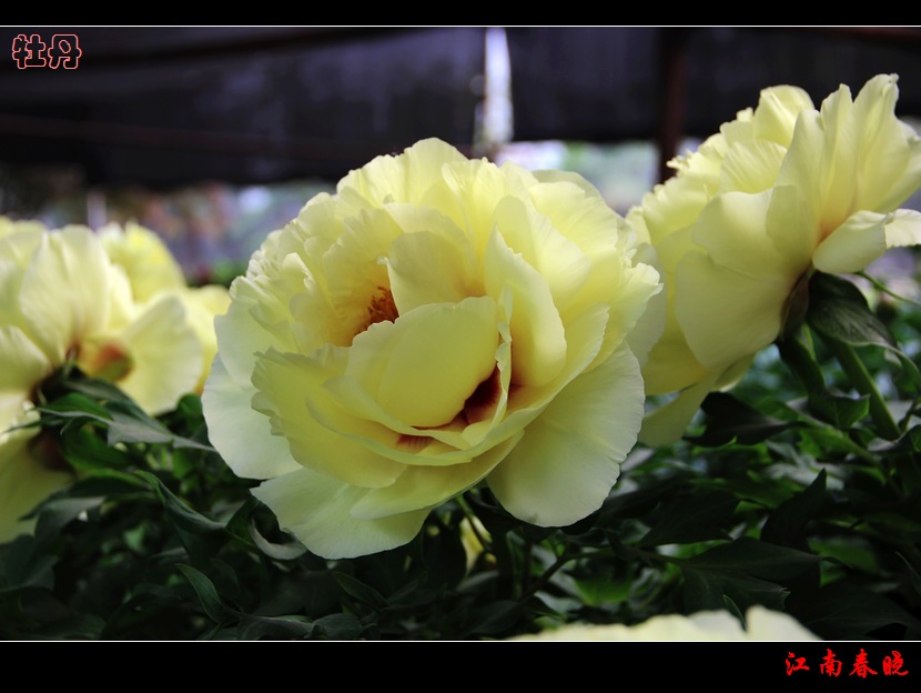 neo_img_img_4560.jpg